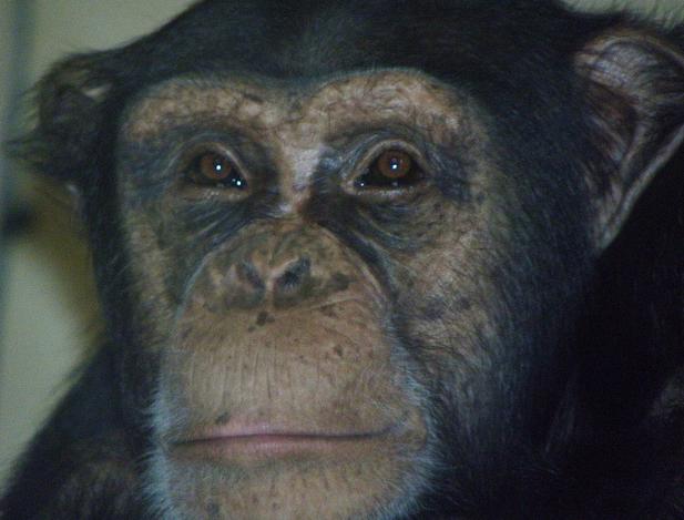 50 Aniversario de la llegada de Jane Goodall a Gombe