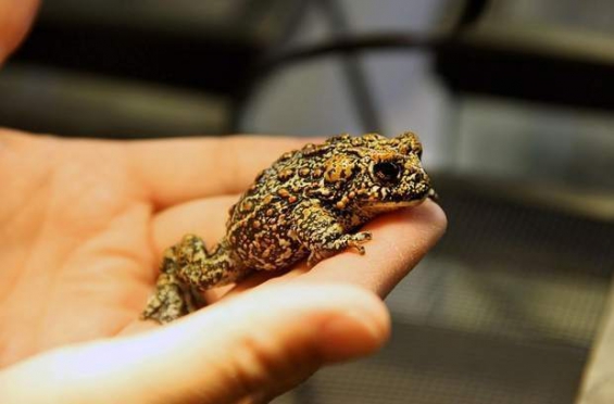 Estados Unidos: Descubren tres nuevas especies de rana