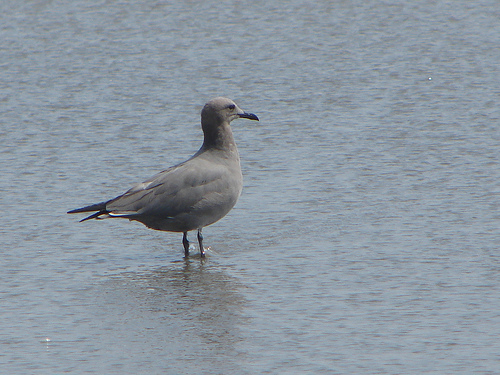 SeoBirdlife celebra en el día Mundial de los Océanos con el premio Life Best de la UE a la conservación de aves marina