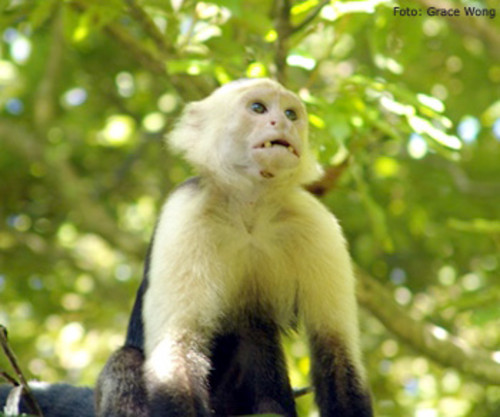 Costa Rica utiliza monos para monitorear el dengue y malaria