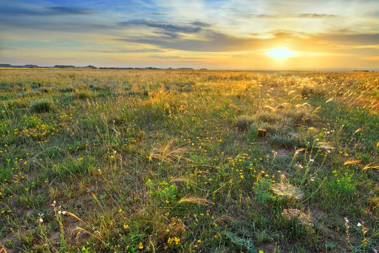 Lleida. Documentan más de 270 nuevas especies de flora y fauna en el ‘Espacio Natural Protegido de Secans de Mas de Melons-Alfés’