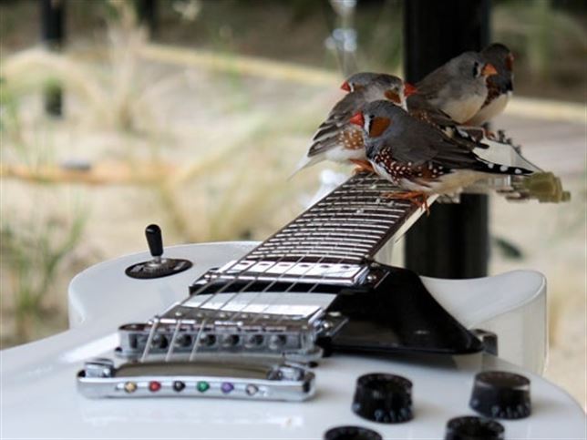 Animales ‘compositores’