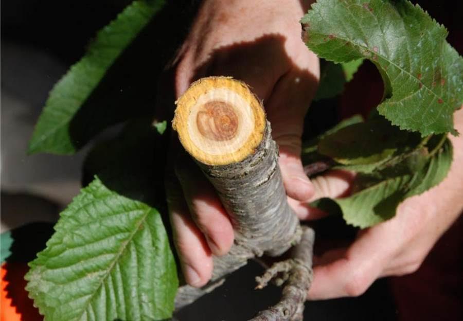 Una ponencia informará sobre la Xylella fastidiosa y las medidas para su prevención en La Rioja