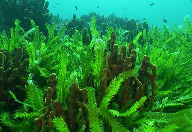 Cómo sobreviven las algas marinas en ambientes con exceso de cobre