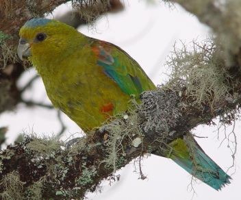 Colombia. Vota para salvar el Loro Coroniazul
