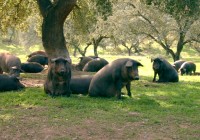 Jornadas de Protección y Revalorización de la Dehesa