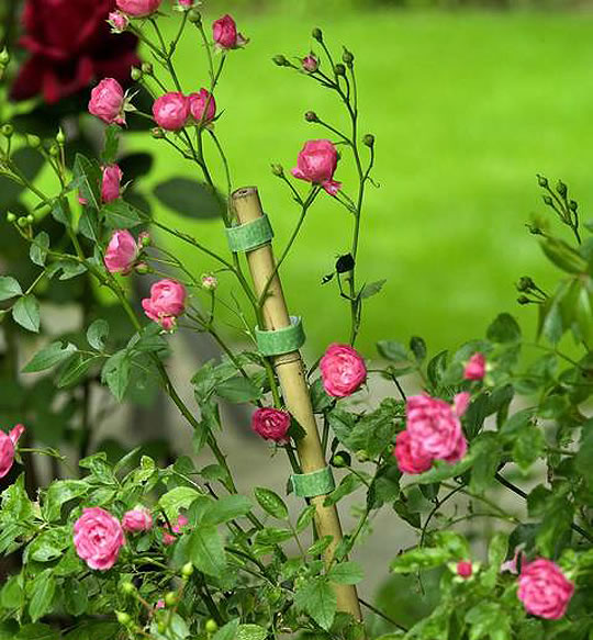 Enfermedades del rosal