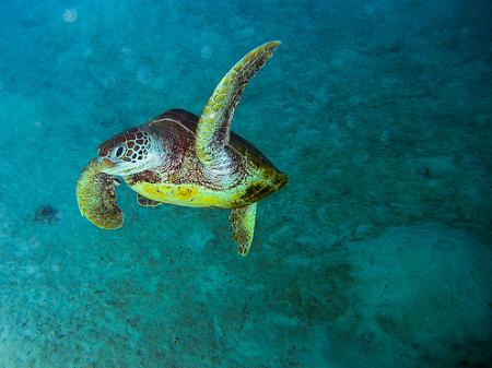 Se podrá salvar la biodiversidad en el 2010