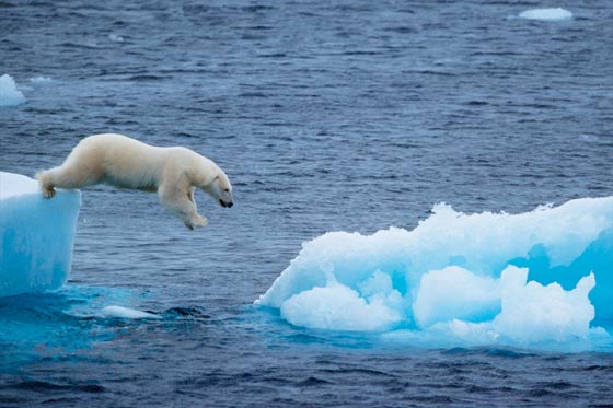 El deshielo del  Ártico aumenta la mortalidad de las crías de oso polar