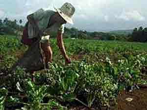 Agricultura latinoamericana