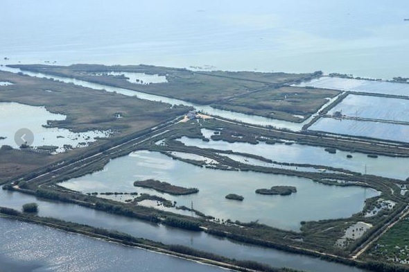 Micro algas para recuperar la calidad del agua de la Albufera de Valencia