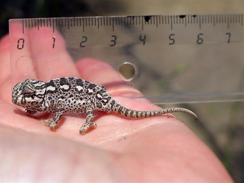 Nacen dos camaleones en el Centro de Control de la Biodiversidad de Málaga