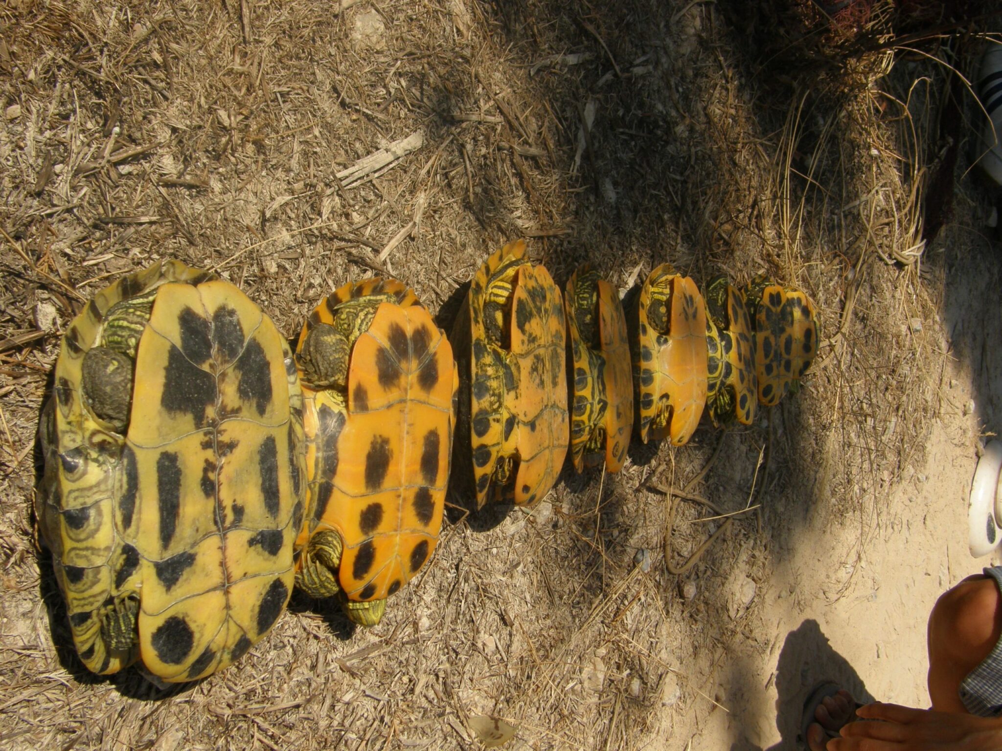 Los galápagos exóticos invaden las masas de agua de la Cuenca del Segura