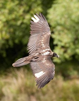 Segundo huevo de la temporada de reproducción 2014-2015 del quebrantahuesos