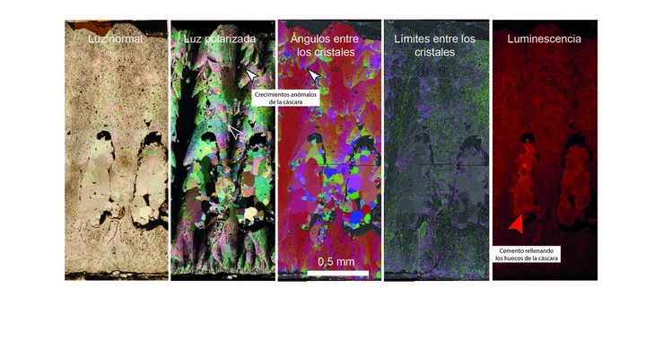 La historia geológica de una cáscara de huevo de dinosaurio