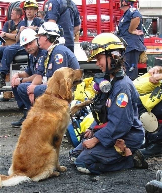 Adiós al último perro de rescate del 11-S (Ver VIDEO)