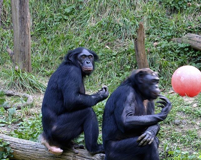 Por qué los ‘bonobos’ tienen tan buen carácter