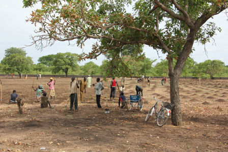Plantando árboles para compensar el C02 de VIDA SANA