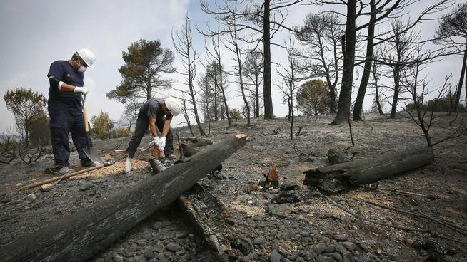 Delata a los terroristas ambientales que provocan los incendios forestales y gana 5.000€