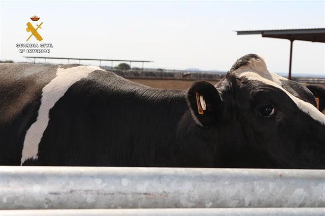 La Guardia Civil desarticula un grupo organizado que mutiló 7.000 vacas en sus explotaciones ganaderas