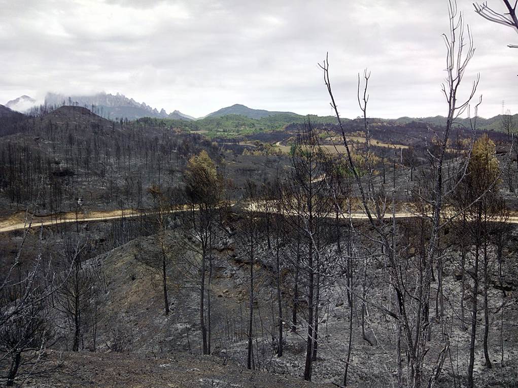 El incendio de Òdena un año después: las zonas aclaradas antes del fuego se están regenerando mejor