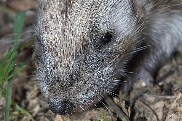El río Segura recupera algunas especies de animales como la nutria
