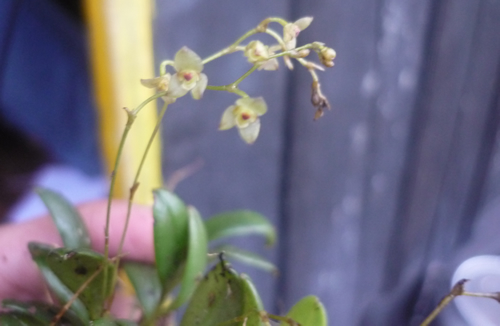 Dos nuevos reportes de orquídeas en el Parque Nacional Natural Puracé