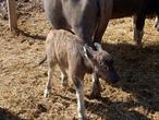 Las praderas de Terra Natura acogen el nacimiento de una nueva cría de búfalo de agua