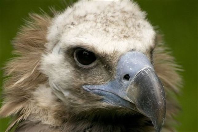 Sabes por qué los buitres no se intoxican al comer carne en descomposición
