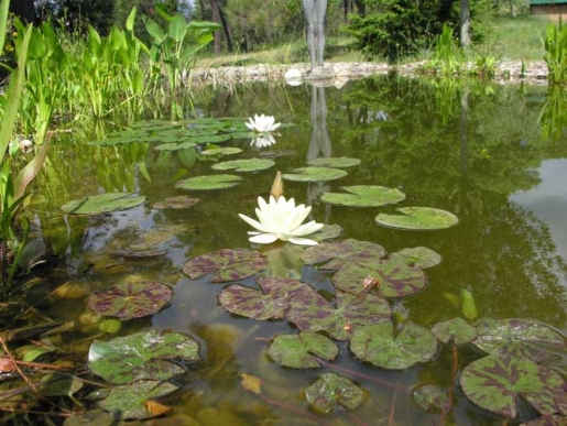 AGUA Lo esencial para la vida