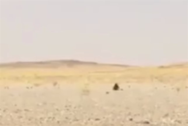 Hasta los lagartos buscan la sombra (Mira el VIDEO)