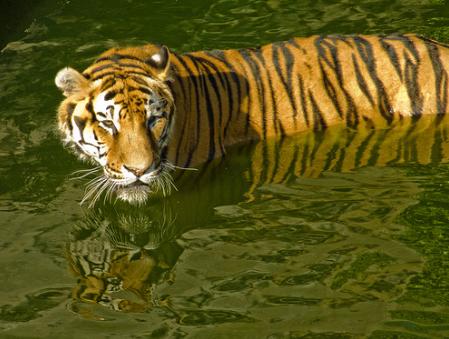 Campaña internacional para duplicar la población mundial de tigres