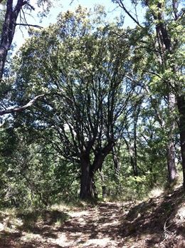 Bosque ‘clave’ contra el cambio climático