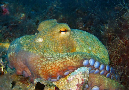 El BNG urge a la adopción de medidas para afrontar la "práctica desaparición" del pulpo en el litoral gallego