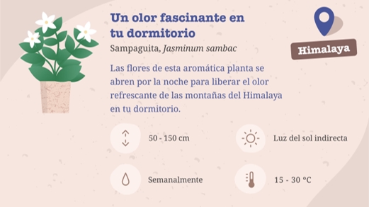 7 plantas de interior con las que viajarás por el mundo sin salir de casa