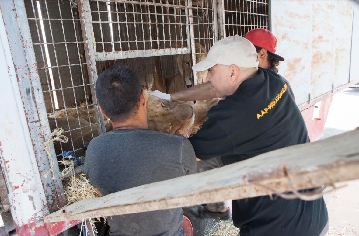 Principio del fin de animales salvajes en circos españoles