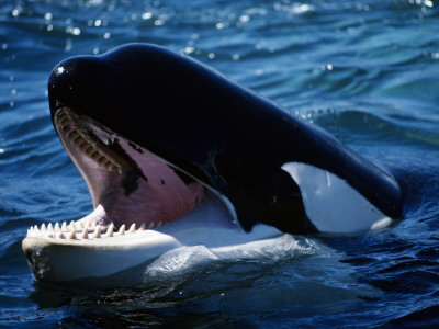 La ruta de los grandes depredadores marinos