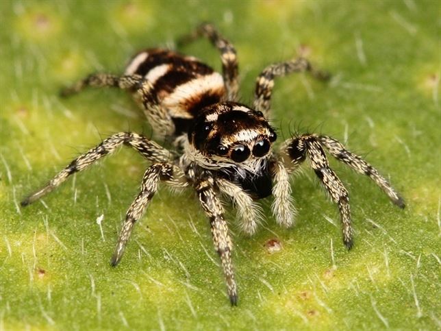 Una araña monta un ‘lio’ domestico