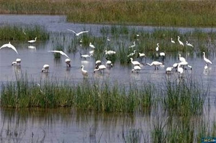 País Vasco. Científicos de Aranzadi detectan la predilección de once especies de aves acuáticas por la laguna de Orueta