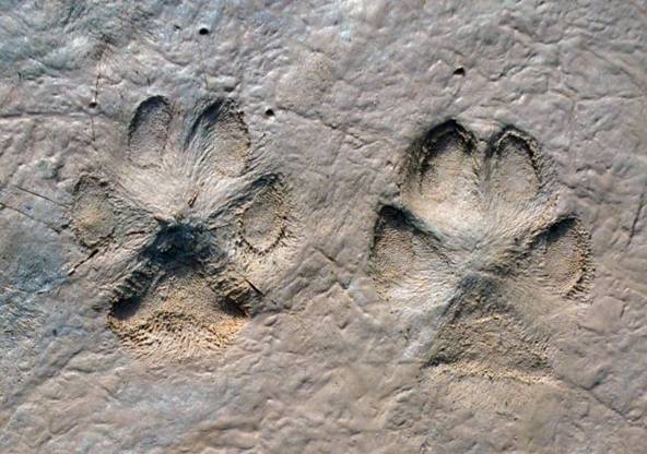 Curso de IUSC sobre los rastros para la detección de aves