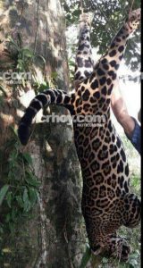 Costa Rica. Jaguar fue acribillado por cazadores en zona protegida de San Carlos