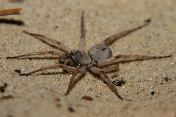 Descubren en Uruguay singular especie de araña