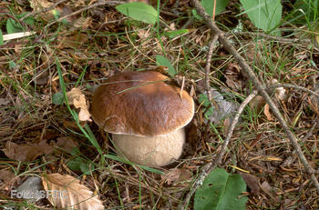 Investigadoras de la UVa en Palencia