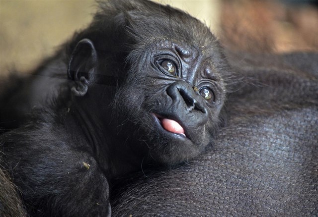 La cría de gorila nacida hace un mes en Bioparc Valencia es hembra