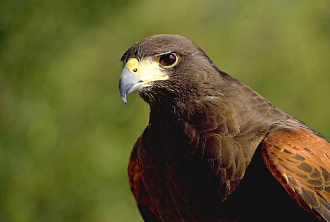 Tres águilas harris para luchar contra los estorninos en el Parque Miguel Servet de Huesca