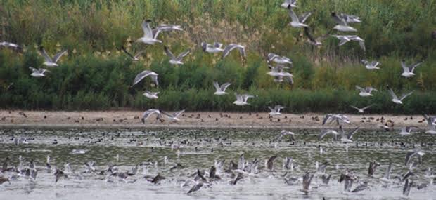 Varias alegaciones al Inventario de Humedales de Andalucía