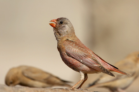 Técnicos de la Fundación Migres avistan en el Estrecho por primera vez aves procedentes de África