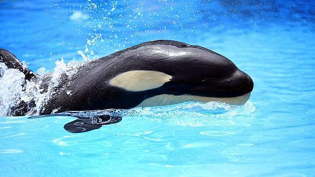 La cría de orca Vicky muere a los diez meses de vida en Loro Parque (Tenerife)