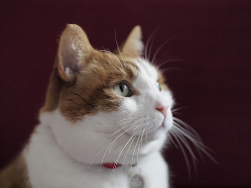 Los dueños de gatos ‘distorsionan’ su naturaleza