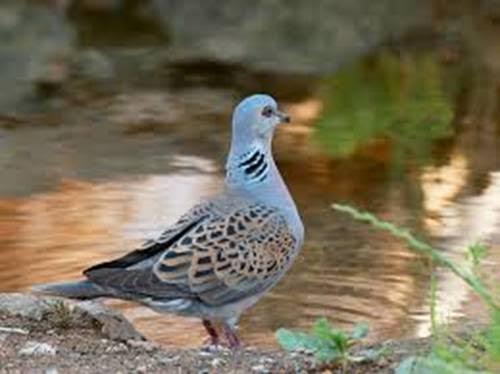 La RSPB desvela la ruta migratoria de la tórtola europea